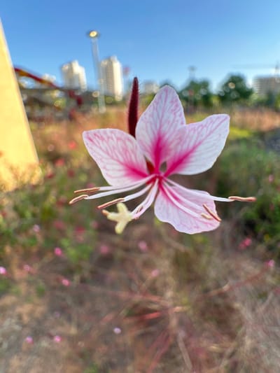 In Givat Shmuel, Israel, a close-up photograph captures a pink and white flower in sharp focus, set against a blurred urban background under a clear blue sky. The flower, positioned centrally, exhibits delicate pink veins on its white petals and extends thin, brown stamens. The background reveals out-of-focus elements typical of a city park or residential area: buildings, trees, and a street lamp. In the foreground, out-of-focus pink flowers and dry vegetation add texture to the scene. A portion of a bright yellow structure is visible on the left side of the image.