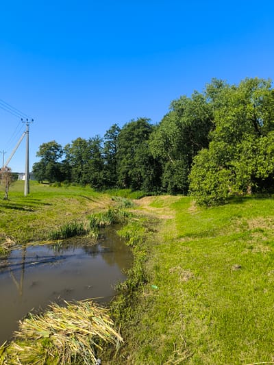 This image depicts a natural landscape scene under a clear blue sky, likely in or around Laskino, Russia. In the foreground, a narrow, murky body of water, possibly a ditch or a small stream, meanders through lush green grass. Reeds and other aquatic plants grow along the banks and in the water. Piles of cut reeds or grass lie on the surface of the water and along the bank.
To the left of the water, a grassy slope rises, with a tall power pole and power lines visible. Further in the background, a cluster of green trees forms a dense treeline, with some of the trees appearing taller and more mature than others. A small white building with a dark roof is partially visible behind the power pole and to the left of the treeline, suggesting the presence of a nearby settlement or property. The overall impression is one of a rural or semi-rural environment, with a focus on natural elements enhanced by man-made infrastructure. There are no people or animals visible in the image.