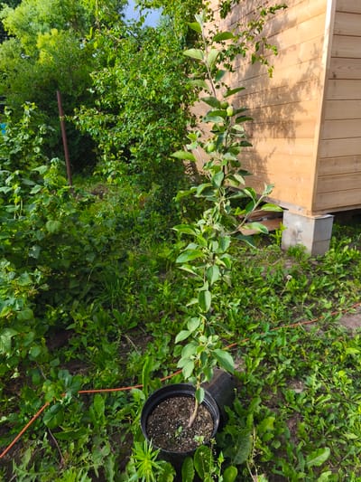 A young apple tree in a black pot stands in a yard. The tree has a thin trunk and is laden with small green apples. In the background, a wooden building with horizontal siding is visible, casting shadows on the ground. Lush green foliage surrounds the tree, and a wire or hose is visible on the ground. The scene appears to be outdoors, likely in a garden or backyard setting in Dolzhikovo, Russia.