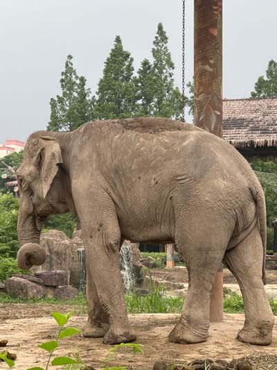 An elephant stands in an outdoor enclosure, its body facing left. The elephant is a large, grey animal with wrinkled skin. Its trunk is curled downwards and to the left. The enclosure features a sandy ground, rocky structures with a small waterfall, and lush green vegetation. In the background, there are tall evergreen trees and a building with a thatched roof. A painted wooden pole with a chain hanging from it is located to the right of the elephant. The sky is overcast and grey. The location is in the city of Pudong, China.