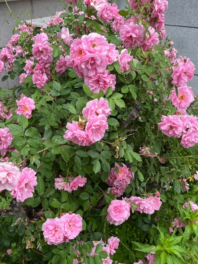 The image captures a dense bush of vibrant pink roses in full bloom, showcasing numerous double-petaled flowers against a backdrop of lush green foliage. Many of the leaves and petals are adorned with small water droplets, suggesting recent rain or irrigation. The roses display varying stages of growth, from unopened buds to fully expanded blossoms with visible yellow stamens at their centers.
Dark, woody branches of the rose bush are discernible through the dense greenery, providing structure. To the left and upper parts of the background, a light gray, textured surface—possibly a building wall or concrete pathway—is partially visible. On the right side, lighter green foliage from an adjacent plant or another part of the rose bush adds depth to the scene. Tiny insects, potentially bees or hoverflies, can be observed on some of the blossoms.
The setting is an outdoor garden or landscaped area, likely during the daytime, with soft, even lighting suggesting either overcast conditions or early morning/late afternoon. The scene conveys a sense of natural beauty and freshness. No visible text is present in the image. This serene floral display is situated in Changchun City, China.