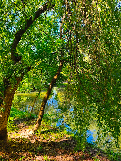 The image depicts a sun-dappled scene of lush greenery and calm water, possibly in Ternopil, Ukraine, given the context. Two trees, one with a thicker, rougher bark and another thinner and leaning, frame a body of water that reflects the surrounding foliage and a bright blue sky. The foreground consists of a wooded area with fallen leaves and scattered green plants. Hanging branches with vibrant green leaves from a large tree in the foreground create a curtain-like effect, partially obscuring the view of the water and the opposite bank, which is densely vegetated. The overall impression is one of natural tranquility, with sunlight filtering through the leaves, casting shadows on the ground and illuminating the water's surface. There are no people or animals visible in the frame.