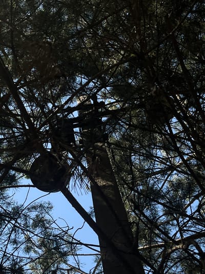 The image shows a view looking up through the branches of a pine tree towards a clear blue sky. The foreground is dominated by dark, dense pine needles and branches, creating a shadowy, dappled effect. A thick, horizontal beam, possibly made of concrete or wood, is visible across the upper portion of the image, partially obscured by the foliage. It appears to be part of a man-made structure, perhaps a bridge, overpass, or building. Below the beam, within the tree, there are glimpses of what seem to be man-made objects, possibly electrical equipment or lighting fixtures, silhouetted against the sky. The sunlight filtering through the branches suggests it is daytime, likely morning or afternoon. The setting appears to be outdoors, possibly in a park, forest, or urban area with mature trees. There are no people visible. The overall impression is one of natural elements intertwined with man-made structures, viewed from a low-angle perspective.