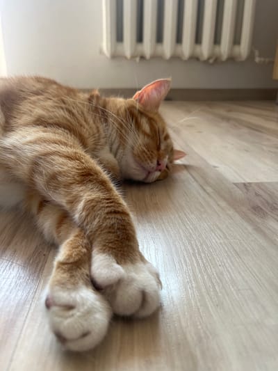 An orange tabby cat with white paws is sleeping on a light brown wooden floor. The cat is lying on its side with its front paws crossed. Its eyes are closed, and its nose is pink. The cat's fur is short and soft, and it has long white whiskers. In the background, there is a white radiator and a wall. The lighting is soft and natural, coming from the left side of the image. The scene is calm and peaceful. There is no indication of the cat's location in Zabrze, Poland.