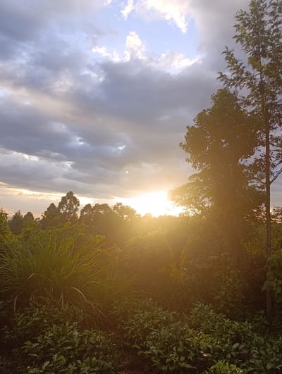 This image captures a vibrant natural landscape in Kaplelwo, Kenya, at either sunrise or sunset. A brilliant, intense sunburst is the focal point, positioned low on the horizon and casting a warm, golden-orange glow that bathes the entire scene in soft light and dramatic shadows.
The sky above features a striking combination of elements. Patches of light blue are visible, particularly in the upper right, but the majority of the sky is filled with a dense array of clouds, ranging from dark grey and heavy in the mid-section to lighter, whiter formations higher up.
The scene is dominated by lush vegetation. In the foreground, a prominent cluster of tall, grassy plants with long, slender blades stands out, possibly a local crop or wild plant. Below and around these, smaller, bushy plants with numerous green leaves cover the ground, suggesting a cultivated area or dense undergrowth, potentially tea bushes given the region. The mid-ground and distant horizon are characterized by a dense canopy of trees and foliage, appearing as dark silhouettes against the radiant sun. On the far right, a tall, slender tree stands prominently, its upper branches reaching into the cloudy sky.
There are no people, animals, man-made objects, or visible text in the image. The time of day is clearly marked by the low sun and golden light, creating a serene and picturesque atmosphere characteristic of a natural environment in an agricultural region.