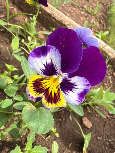 This is a close-up, eye-level shot of a colorful pansy flower with purple, white, and yellow petals. The flower is in focus, with the background of dark soil and green foliage slightly blurred. A weathered wooden plank is visible in the upper right corner of the frame. The overall lighting suggests it is daytime. There are no people or animals visible in the image. The location is Bratsk, Russia.