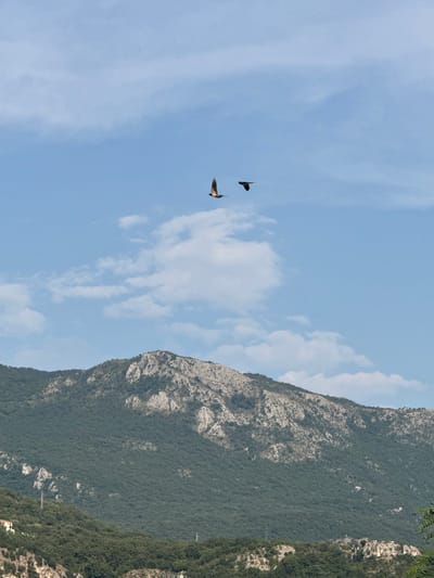 This media file captures a scenic view of a mountainside in Boreti, Montenegro. The primary subjects are two birds in flight against a clear blue sky dotted with wispy white clouds. One bird is positioned higher and to the right, with its wings outstretched. The second bird is situated below and to the left of the first, also in mid-flight.

The background is dominated by a large, rugged mountain that slopes downwards from the right side of the frame, covered in dense green vegetation. The texture of the mountain reveals rocky outcrops and patches of lighter stone. The lighting suggests it is daytime, likely late morning or afternoon, with the sun illuminating the scene. The weather appears fair and clear, ideal for outdoor activities and birdwatching.

The overall scene evokes a sense of nature and freedom, with the birds soaring gracefully against the backdrop of the majestic mountain. The location, Boreti in Montenegro, is known for its natural beauty and coastal landscapes, which are reflected in this image. There is no visible text in the media file.