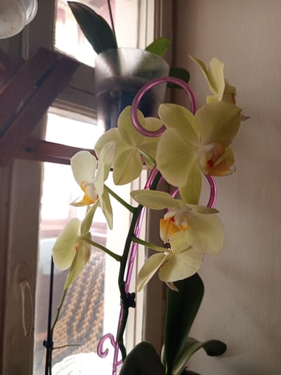 A close-up shot focuses on a flowering orchid plant with pale yellow and white petals. The orchid stem is supported by a spiraling pink plant stake. The plant is positioned in front of a window, with natural light illuminating the flowers and creating a soft glow. Through the window, a blurred background suggests an indoor setting with hints of wooden shelving and decorative elements. The light coming from the window suggests it is daytime. The overall mood is tranquil and serene, highlighting the delicate beauty of the orchid. There is no visible text in the image.