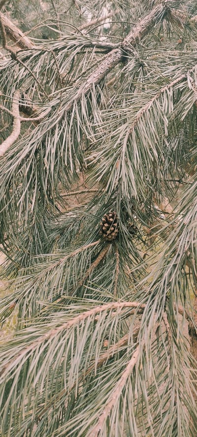 The image shows a close-up view of pine branches with needles, with a pine cone present in the center. The needles are predominantly green with some areas appearing lighter or faded. The branches are overlapping, creating a dense, textured pattern. The pine cone is small and brown, positioned among the needles. The light conditions suggest it is daytime. There are no identifiable people or actions in the scene. The image is suggestive of a natural, outdoor environment. I cannot verify if the image location is in Fryazino, Russia.
