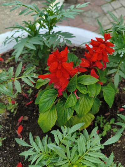 The image shows a close-up view of a flowerbed containing bright red Salvia flowers with vibrant green leaves. The flowers are in clusters and appear to be in bloom. The surrounding foliage is lush and green. The flowerbed itself is filled with dark soil, and some fallen red petals are scattered on the ground. In the background, there is a white planter edge and a glimpse of a brick-paved area, possibly a pathway or patio. The lighting suggests it is daytime, likely outdoors. The scene is set in a garden or park environment. The image was taken in the city of Orenburg, Russia.