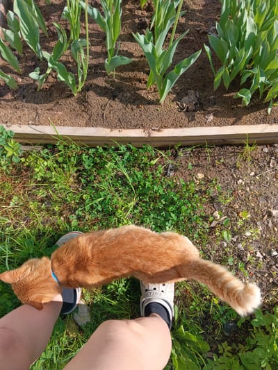 A high-angle shot captures a sunny outdoor scene. At the top of the image, a rectangular garden bed filled with young, green leafy plants sits atop dark brown soil, bordered by a wooden frame. Below the garden bed is a patch of green grass mixed with clover and other small plants. A person is standing in the grass with their legs visible in the lower portion of the frame. They wear white Crocs with black socks. A medium-sized ginger cat with a blue collar is rubbing against the person's leg. The cat's body extends across both legs, with its tail pointing towards the right edge of the frame. The scene is bathed in sunlight. There is no information in this image regarding the location in the city of Andreyevo, Russia.