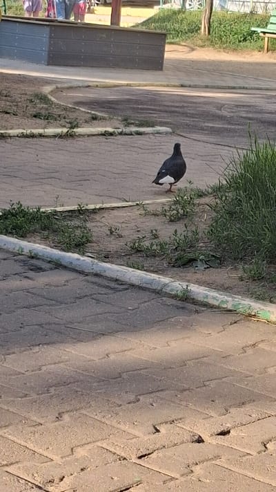 A single bird with black and white plumage walks on a paved path. The bird is facing away from the camera. The path is made of large, diamond-shaped pavers. To the left of the path is a patch of grass and then a dark-colored bench. The scene appears to be outdoors, possibly a park or public walkway. The lighting suggests it is daytime, with sunlight casting shadows on the ground. The overall atmosphere is peaceful and natural. There is no visible text in the image.