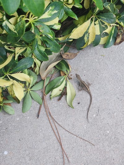 A small, brown lizard is positioned on a gray concrete surface, near a variegated green and yellow leafy plant. The lizard is facing away from the viewer, with its tail curled. Several dry leaves and pine needles are scattered on the concrete around the plant. The scene appears to be an outdoor setting, possibly a garden or pathway, in Altamonte Springs, United States of America.
