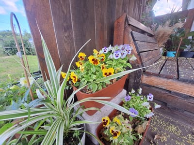 The image shows a close-up view of potted flowers on a wooden deck or porch. In the foreground, a spider plant with long, variegated green and white leaves is prominently displayed. Behind it, various pansy flowers in shades of yellow, purple, and white are blooming in terracotta pots. Some of the pansies have distinctive dark markings in their centers. The pots are placed on concrete blocks and directly on the wooden planks of the deck. The background consists of a weathered wooden fence and some greenery. The overall scene suggests an outdoor garden or patio setting. This scene is likely located in Poltava, Ukraine, based on the prompt.