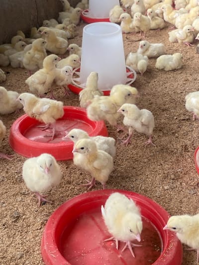The image depicts a densely packed group of approximately twenty to thirty yellow chicks in an indoor enclosure. The chicks are of varying sizes, with some appearing to be newborns and others slightly older. They are scattered across a floor covered with light brown wood shavings. In the foreground and midground, several red plastic feeding dishes are visible, some containing a small amount of water or feed. A large white plastic chick feeder is also present in the background. The enclosure appears to have concrete or rough plastered walls on the left side, and possibly a corrugated metal roof or ceiling above. The lighting suggests an artificial light source, possibly overhead. The chicks are the sole subjects, and their actions consist of standing, walking, and some are gathered around the feeding dishes. There are no people or animals other than the chicks visible in the frame. The image does not contain any visual information that would place it specifically within the city of Giginyu, Nigeria, or any other specific geographical location.
