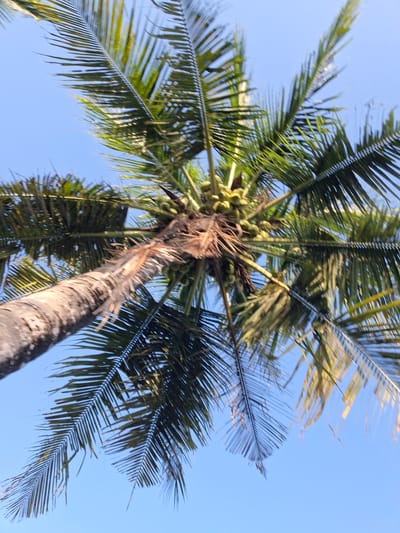 A low-angle shot captures a coconut tree against a clear blue sky. The trunk of the tree, textured and appearing aged, extends upwards and to the left. Coconut fronds, a vibrant green, fan out from the top of the trunk. Bunches of young coconuts, light green in color, are visible clustered near the base of the fronds. The image appears to be taken outdoors, with no other objects or people clearly discernible in the frame. The overall impression is one of a tropical environment, typical of locations like Sukawati, Indonesia.