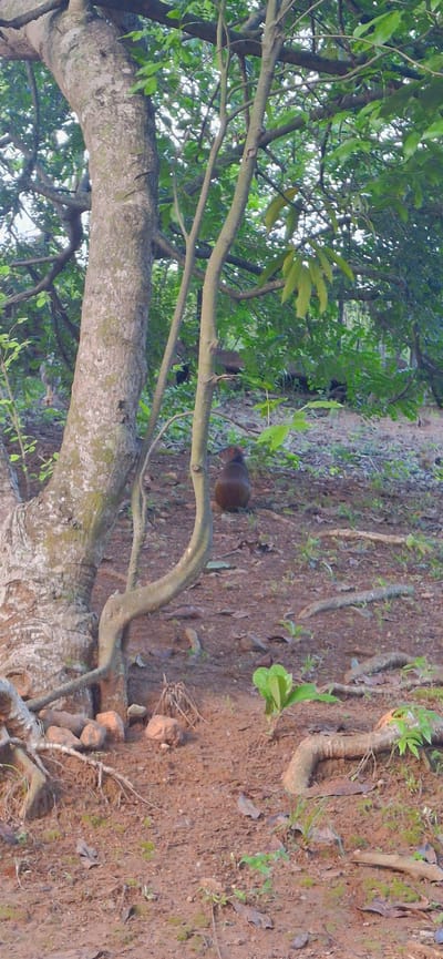 In Vallecito, Venezuela, a brown monkey sits on the ground amidst a forest clearing. The monkey is positioned facing away from the camera, its body hunched. The ground is covered with dry leaves and small plants, with exposed tree roots and scattered rocks. A large tree trunk dominates the left side of the frame, its bark rough and textured. Several thin branches and foliage are visible throughout the scene, suggesting a dense forest environment. The lighting is muted, indicating a possibly overcast day or the shade of the trees.