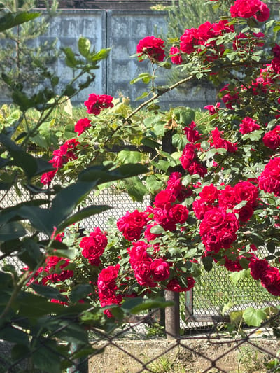In Uhersko, Ukraine, a vibrant cluster of red roses blooms profusely on a bush. The flowers are a deep, rich red, with multiple layers of petals creating a full, velvety appearance. They are clustered together in bunches, cascading down the thorny branches. Lush green leaves provide a verdant backdrop to the blossoms. The rose bush is situated behind a wire fence, which is partially visible in the foreground. Beyond the fence, concrete structures and more greenery can be seen, suggesting an outdoor setting, possibly a garden or a yard. The sunlight illuminates the scene, casting shadows and highlighting the textures of the flowers and leaves.
