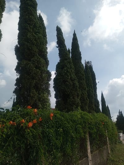 The scene depicts an outdoor environment in Đăk Pxi, Vietnam, under a partly cloudy sky. A concrete fence forms the lower third of the image, densely overgrown with a vibrant green vine featuring clusters of orange, trumpet-shaped flowers. Above and behind the fence, a continuous row of tall, slender, dark green columnar evergreen trees, resembling cypress, extends from left to right across the frame. Small, dark, indistinct flying objects are visible in the upper sky against white clouds and patches of blue. No human subjects or discernible actions are present.