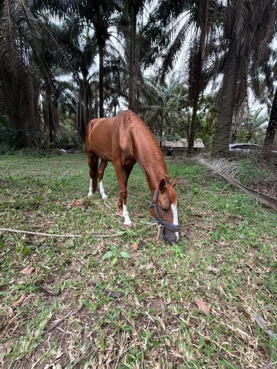 A chestnut horse with a white blaze and white lower legs grazes on sparse grass and soil. The horse wears a dark-colored bridle or halter. The environment consists of a dense arrangement of tall palm trees, primarily oil palms, featuring both dark green and dried fronds under an overcast sky. A rope lies on the ground near the horse's front legs. In the background, a rustic structure with a light-colored roof is partially visible, along with a section of a white vehicle. A large, dried palm frond rests on the ground to the right. The scene is located in the city of Sangotedo, Nigeria.