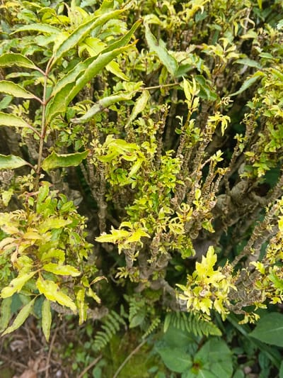 A shrub with green and yellowish leaves fills the frame. Some leaves are long and narrow, while others are smaller and more rounded. Dark brown stems with textured patterns support the leaves. At the base, ferns and other small green plants grow, covering the soil around the shrub. The foliage appears dense and vibrant.