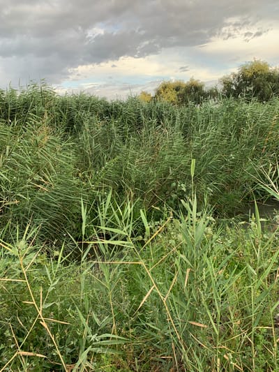 A vertical, eye-level medium shot shows a dense patch of reeds in a marshy area. The reeds are a vibrant green with some yellowish-brown stalks scattered throughout. They vary in height, with some reaching towards the sky and others closer to the ground. The reeds obscure most of the ground, but a hint of dark water can be seen in the background on the right side of the image. The sky above is overcast with large, grey clouds, with patches of pale blue visible. In the far distance, a line of trees with green foliage is silhouetted against the sky. The scene is devoid of any people or animals.