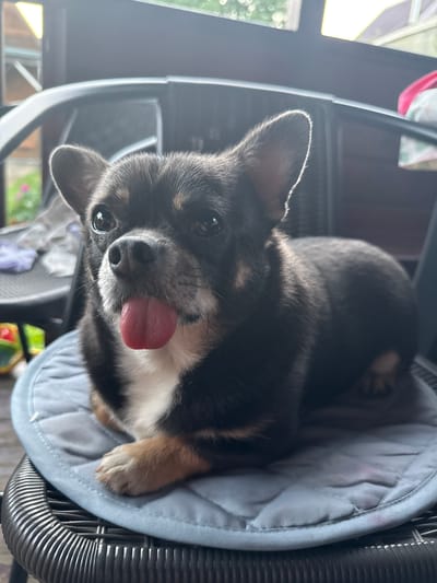 A close-up shot shows a small, black and tan Chihuahua dog lying down in a round, grey fabric pet bed, which is inside a dark grey metal chair. The dog's head is facing the camera, and its tongue is sticking out to the side. Its eyes are dark and wide open, looking directly at the viewer. The dog's fur is short and appears to be slightly wet around its mouth. The background is blurred, but shows greenery and possibly sunlight filtering through a window or doorway, suggesting it might be daytime and warm. The setting appears to be outdoors, possibly on a patio or porch, given the presence of the chair and the natural light. The overall mood is playful and endearing due to the dog's expression and the way its tongue is out. There is no visible text in the image.