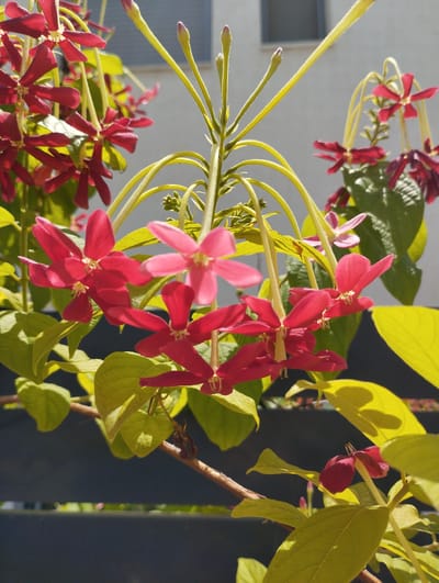 A low-angle, close-up photograph captures a cluster of vibrant red flowers and bright green leaves of a flowering vine. The flowers, with their distinctive five-pointed petals, hang downwards, some in bloom and others as buds. The vine's thin, yellowish stems and green tendrils arch gracefully. In the background, a lightly textured off-white wall with a rectangular window is visible, suggesting an outdoor setting. The bottom portion of the image shows a dark, horizontal surface, possibly a railing or planter box, beneath the flowering vine. The lighting suggests a bright, sunny day, casting shadows on some of the leaves. The scene is located outdoors in Pardes Hana-Karkur, Israel.