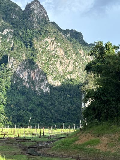 The image depicts a natural landscape dominated by a steep, rocky mountain covered in lush green vegetation. The mountain's face shows a mix of grey rock and verdant plant life, with a distinct shadow cast across a large portion of it, suggesting it's mid-day. Dense, dark green trees blanket the lower slopes and the background.
In the foreground and to the right, a grassy bank slopes down towards a body of water. Emerging from this bank and the water are numerous dead tree trunks, standing upright like a skeletal forest. These stark, pale branches create a dramatic contrast with the surrounding greenery. The water appears somewhat murky, with a few small pools visible.
The overall scene is one of natural beauty with a touch of the melancholic, due to the presence of the dead trees. The lighting indicates a sunny day, possibly late morning or early afternoon, given the pronounced shadows. The location is identifiable as Khao Phang, Thailand, a region known for its karst topography and reservoirs. No people or text are visible in the image.