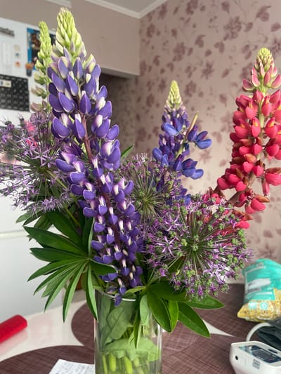 This media file captures a close-up view of a vibrant bouquet of flowers, primarily featuring lupines in shades of pink and purple, alongside spherical purple alliums. The flowers are arranged in a clear glass vase, which is partially visible at the bottom right of the frame. The background consists of a patterned wallpaper with a floral design in muted tones of pink and brown.

The lupine flowers are depicted in various stages of bloom, with some spires showing tightly closed buds and others displaying fully open florets. The pink lupines are positioned at the top, while the purple ones are more prominent in the lower and middle sections of the image. The allium flowers, with their delicate, star-shaped purple petals and green centers, add a textural contrast to the lupines. Lush green leaves are interspersed throughout the bouquet, some of which are large and fan-shaped.

The scene appears to be set indoors, likely in a home, given the wallpaper and the presence of other objects in the background. To the right, a portion of a table surface is visible, covered with a brown, textured placemat or tablecloth. A white electronic device, possibly a blood pressure monitor, and a packet with text are also faintly visible in the background, suggesting a domestic setting.

There are no people visible in the frame. The lighting suggests it is daytime, but the specific time or weather conditions are not discernible. The image focuses on the beauty and variety of the floral arrangement, conveying a sense of natural beauty and domestic tranquility. No legible text is present on the flowers or vase, though some faint text is present on the packaging in the background. The location context is Odintsovo, Russia.