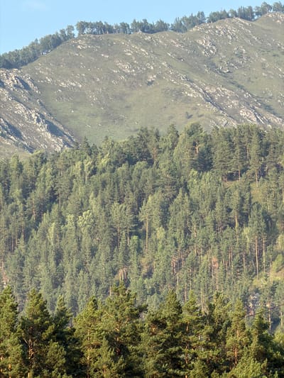The image shows a mountain slope covered in dense pine forest, with a rocky, grassy upper slope that transitions to a treeline along the crest. The sky is clear and blue. There are no people or man-made structures visible in the scene, except for two thin, dark power lines running horizontally across the middle right portion of the image. The environment is a natural landscape. The location in Anos, Russia, is a natural mountainous area with significant forestation.