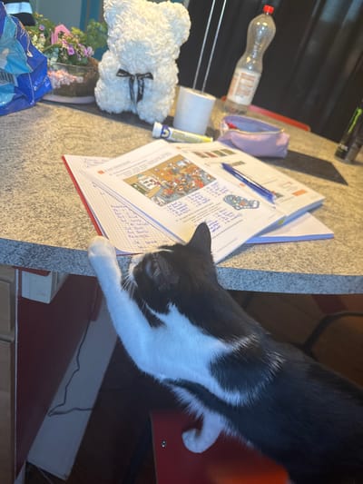 The image displays an indoor scene, likely a home, featuring a black and white cat reaching onto a speckled grey countertop. The cat's head is visible on the right, looking down, with one white paw extended towards an open notebook. The notebook contains handwritten notes in a foreign language (appearing to be Dutch or German script) and printed images, including a boot and cartoon-like scenes. A blue pen lies on the notebook.
Clustered on the countertop are several other objects: a clear plastic water bottle with a red cap, a purple pencil case, a decorative white teddy bear made of artificial roses with a black ribbon that reads "for you", a small bouquet of pink and purple flowers in a clear vase, and a blue plastic bag partially visible in the foreground. The background is dark, suggesting artificial indoor lighting, likely indicating the evening or night. The cat's posture implies curiosity or playfulness with the items on the counter. While the location context is provided as Antwerp, Belgium, no specific visual cues within the image confirm this. The scene presents a casual, lived-in environment.