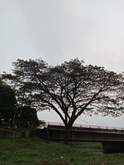 In Depok, Indonesia, a large tree with dense foliage stands prominently in the foreground against a grey, overcast sky. The tree's silhouette is stark, with intricate branches reaching outwards. Behind the tree, a concrete bridge with red railings spans across a body of water, partially visible beneath it. The bridge appears weathered. To the left of the tree, there is a glimpse of more trees and a utility pole. The ground in front of the bridge is covered in green grass, with some areas appearing unkempt. The overall scene depicts an urban landscape with natural elements, likely captured on a cloudy day.