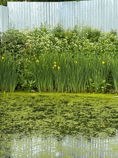 The image depicts a tranquil waterside scene against a backdrop of a corrugated metal fence. In the foreground, the water's surface is covered with a dense, vibrant green layer of duckweed, which reflects the light and surrounding foliage. The middle ground features a line of tall, sword-like green plants, interspersed with a few bright yellow iris flowers. Behind these plants, a dense growth of smaller white flowers and green foliage rises, creating a natural buffer. The corrugated metal fence forms the background, its vertical lines providing a stark contrast to the organic forms of the vegetation. The scene appears to be a natural or semi-natural area, possibly a pond or slow-moving water channel within the city of Kommolovo, Russia. There are no people or animals visible in the image. The lighting suggests it is daytime, likely overcast or with diffused sunlight, as there are no harsh shadows.