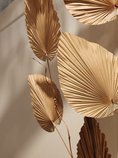 This media file shows a close-up, eye-level shot of several dried palm leaves arranged in a decorative manner against a neutral background. The leaves are various shades of tan and light brown, with a distinct fan-like shape and prominent ribbed textures. Some leaves appear to be fully intact, while others show signs of natural wear, with slightly frayed edges.
The lighting suggests a diffused, natural light source, possibly from a window, casting soft shadows and highlighting the intricate patterns of the leaves. The shadows create a sense of depth and add visual interest to the composition. A thin, dry stem is visible, connecting one of the leaves to an unseen point. The overall impression is one of natural beauty, simplicity, and a bohemian or minimalist aesthetic. The setting appears to be indoors, possibly a home or a studio space, given the plain background and controlled lighting. There are no people, text, or specific time-of-day indicators beyond the soft illumination. The image evokes a sense of calm and tranquility.