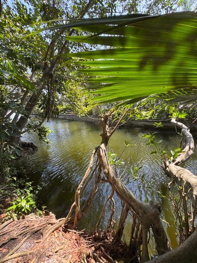 This is a photo of a tranquil water feature in a lush, green setting, likely a park or garden in Fort Lauderdale, USA. The scene is dominated by the vibrant green of tropical foliage, with large palm fronds in the foreground casting dappled shadows. A calm, murky green body of water occupies the center of the image, with sunlight glinting off its rippling surface, suggesting it is daytime.
Several gnarled tree branches, some with exposed roots, extend over the water, creating a naturalistic and somewhat wild atmosphere. The trees themselves are densely leaved, with a mix of lighter and darker greens, indicating a healthy ecosystem. In the background, a concrete structure, possibly a retaining wall or the edge of a pathway, is visible along the water's edge.
The overall mood is peaceful and serene, with the natural elements creating a sense of quiet beauty. The lighting suggests it is a sunny day, with the sun's rays filtering through the canopy of leaves. There are no people or animals visible in the frame, focusing the viewer's attention solely on the natural landscape. The image evokes a sense of immersion in nature, a moment of calm within a vibrant, green environment.