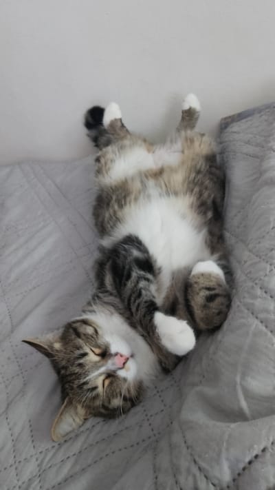 A cat is sleeping on its back on a gray quilted blanket. The cat is a tabby with a white belly and white paws. Its eyes are closed and its nose is pink. The background is a plain white wall. There is no indication of Yambol, Bulgaria.
