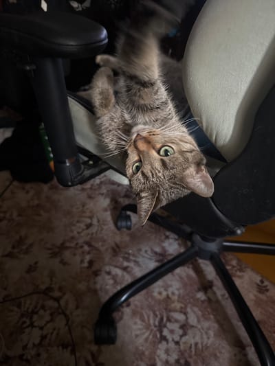 A tabby cat with green eyes is upside down, hanging from a black office chair. The cat's fur is a mix of brown, grey, and black stripes. Its paws are extended, and its body is curved. The office chair has a black frame and a light-colored padded seat and backrest. The background shows a floral patterned carpet and some dark shadows. There is no indication of the location being in Samara, Russia.