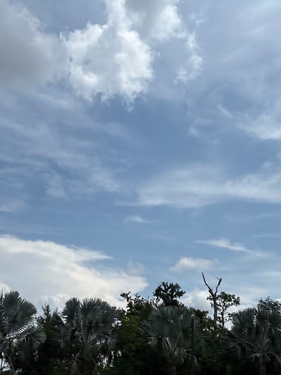 This media file depicts a tropical scene with a clear blue sky filled with scattered white clouds. The image is oriented vertically, with the top of the frame showing the sky and the bottom featuring the lush foliage of palm trees. The palm fronds are a vibrant green, contrasting with the soft white of the clouds and the deep blue of the sky. The lighting suggests it is daytime, likely late morning or early afternoon, given the bright sky and the shadows cast by the trees.
The setting appears to be a natural environment, possibly a park or a garden in Parrish, United States. The presence of palm trees strongly indicates a warm climate. There are no people or specific objects visible, making the focus entirely on the natural elements. The weather is fair, with a mix of sun and clouds, creating a pleasant atmosphere. A lone, bare tree branch juts out from the foliage on the left side of the image, adding a touch of visual interest against the sky. The overall mood is serene and tranquil, evoking a sense of a peaceful day in a tropical locale. No text is visible in the image.