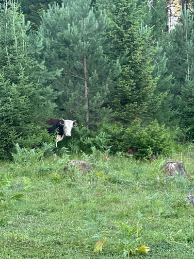 A black and white cow with a white face stands partially obscured by dense green pine trees and ferns in a grassy clearing. The cow is facing the viewer and appears to be looking directly at the camera. In the foreground, there is a carpet of green grass with scattered small white and purple flowers. There are also several tree stumps visible in the grass, indicating a previously forested area. The background is dominated by tall, dark green pine trees. The scene appears to be in a natural, rural setting, possibly in the outskirts of Kebezen, Russia, given the dense forest and the presence of livestock.