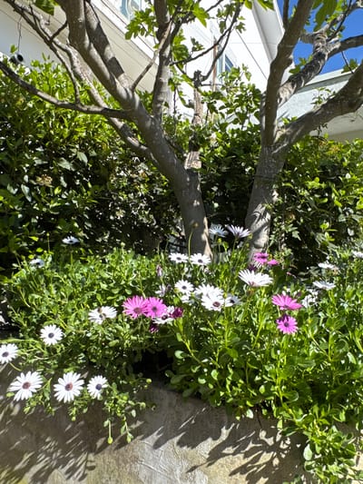 The image shows a sideways view of a tree and some flowering plants next to a wall. The tree has bare branches and small green leaves. The flowering plants have both white and purple daisy-like flowers. The wall appears to be concrete and has shadows cast on it. The scene gives the impression of an outdoor garden or yard. There is no visible information to confirm the location in Mirandela, Portugal.