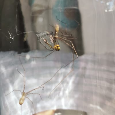 The image shows two cellar spiders with long, thin legs, one appearing to be captured in a web. The spiders are light brown in color. The larger spider in the center is entangled in silk, with its body partially obscured. Its cephalothorax is yellowish with black markings around the eyes. The smaller spider is positioned below and to the left, with its body and legs clearly visible. The background is blurred, suggesting a shallow depth of field, and appears to be an indoor environment, possibly a home or a display case, with diffused lighting. There are no visible elements indicating a specific location in Knowsley, United Kingdom.