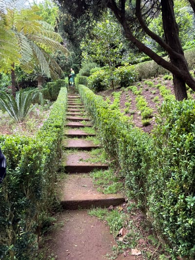 A downward-angled, outdoor shot reveals a long set of stone steps flanked by meticulously trimmed hedges, leading into a dense, verdant landscape. The image appears to have been taken in the Monte Palace Tropical Garden, a notable attraction in Funchal, Portugal.
A solitary figure wearing a green jacket is seen walking up the steps. Ferns and other tropical plants are abundant, adding to the lush environment. A tree branch overhangs the scene, partially obscuring the view. The overall impression is of a well-maintained, secluded garden path.