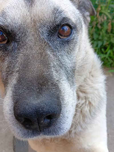 This is a close-up, eye-level portrait of a dog's face, positioned outdoors in Krasnyye Barrikady, Russia. The dog, with a light brown and gray coat, is looking directly at the camera. Its eyes are brown and reflective, showing a blurred image of what appears to be a person and possibly a building. The dog's nose is black and textured, with visible whiskers. In the background, out of focus, is green foliage and a light-colored surface, possibly a path or concrete. The lighting suggests it is daytime. There are no people or other animals in the frame, and no specific actions or interactions are depicted.