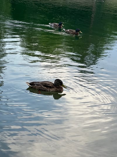 The image shows a pond with three ducks swimming in it. The water is calm and reflects the surrounding trees. One duck is in the foreground, and two are in the background. The ducks are mallards, identified by their iridescent green heads and brown bodies. The water is a murky green color, suggesting it is a natural body of water. The overall impression is one of peace and tranquility. This scene could be from any park or body of water, and there is no specific indication of its location in Irkutsk, Russia.