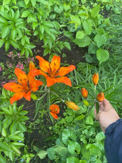 A high-angle outdoor shot in Ihnatpil, Ukraine, depicts a section of lush garden foliage. Dominating the center-left are two fully bloomed orange lilies with prominent stamens and dark speckles. Several other lily buds, ranging from green to vibrant orange, are visible on multiple stems. On the right side of the frame, a light-skinned hand, wearing a dark blue sleeve, gently holds a lily stem adorned with four developing orange buds and one green bud. The hand appears to have faint dark smudges on the fingertips. The surrounding ground is dark soil. Various green plants with differing leaf shapes and sizes create a dense backdrop, including broad, rounded leaves on the upper left, linear leaves behind the lily buds, and smaller, heart-shaped leaves in the lower right. Scattered small pink and blue flowers are visible amongst the greenery on the left side of the image.