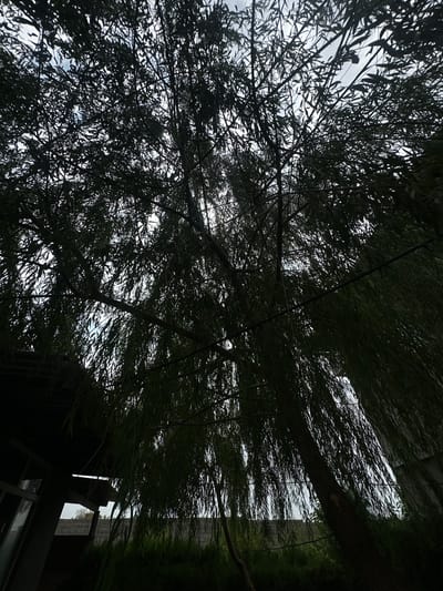 A low-angle, wide shot captures a weeping willow tree silhouetted against an overcast sky. The tree's long, slender branches and leaves dominate the frame, creating a dense canopy that obscures much of the background. To the left, a portion of a dark, angular structure, possibly a building or carport, is visible, its glass reflecting the sky. Beyond the tree and structure, a grey concrete block wall runs horizontally across the middle ground, partially covered by dark green foliage. The overall scene suggests an outdoor, possibly residential, setting in Jaukashty, Uzbekistan, characterized by the dense foliage and modest structures. No people are present in the image.