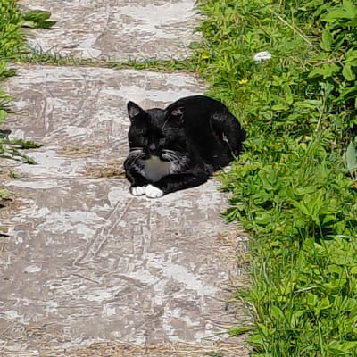 A black and white cat with white paws is resting on a pathway in Skuķīši, Latvia. The cat is lying down, curled up with its front paws tucked underneath its body. The pathway appears to be made of concrete slabs with visible cracks and texture. To the right of the pathway, there is a patch of lush green grass with some small yellow wildflowers and white blossoms. The lighting suggests it is daytime, and the scene is outdoors.