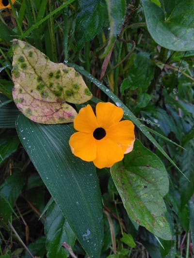 This close-up vertical image depicts a single, vibrant orange Black-eyed Susan vine (Thunbergia alata) flower with a prominent black central disk, situated amidst a dense natural array of green foliage. The scene is located in the city of Chan-Nua, Laos. The flower, featuring five petals, shows slight discoloration on the upper left edge of its uppermost petal. Below the flower lies a long, dark green, blade-like leaf. To the upper left, a larger, paler yellowish-green leaf exhibits numerous irregular dark green spots and areas of reddish-purple pigment, indicative of either senescence or disease. The surrounding environment consists of various green leaves and stems of differing shapes and sizes, indicating lush vegetation. Multiple clear water droplets are visible on the surfaces of the leaves and grass blades, suggesting the presence of dew or recent rainfall. There are no human subjects, animals, or man-made objects present, and no discernible actions or interactions are occurring within the frame.