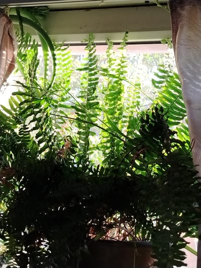 The image depicts a lush indoor plant arrangement in front of a window, likely a home or office setting. The dominant subjects are several types of ferns and a succulent plant, characterized by their vibrant green foliage. The ferns have intricate, feathery leaves, some of which are backlit by sunlight, creating a luminous effect. The succulent, with its thick, fleshy leaves, stands taller and to the left, adding textural contrast.
The scene is set with the plants arranged in pots, one of which is partially visible at the bottom of the frame, suggesting an indoor gardening or plant display. A light-colored curtain is visible on the right side, framing the window and the plants. The window looks out onto an outdoor scene, with dappled sunlight filtering through foliage, indicating a bright, possibly sunny day. The lighting suggests it could be morning or afternoon. The overall mood is tranquil and natural, highlighting the beauty of the plants and the interplay of light and shadow. There is no visible text in the image.
